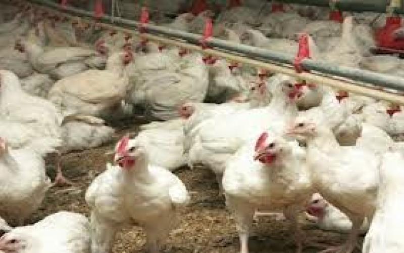 انخفاض أسعار الدواجن في رمضان