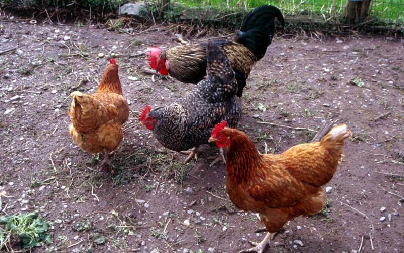 "أعلاف الصمت"..