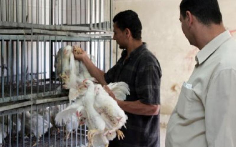 انخفاض سعر الدواجن 10 قروش