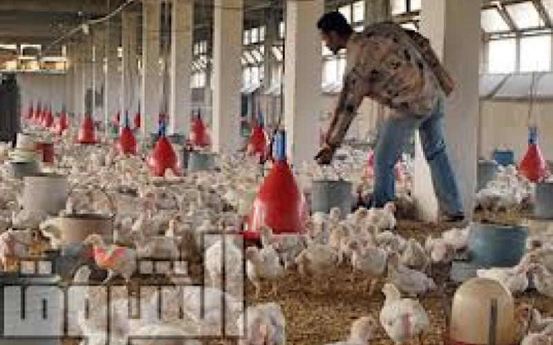 تدني الطلب على البيض يخفض سعره 35 قرشاً