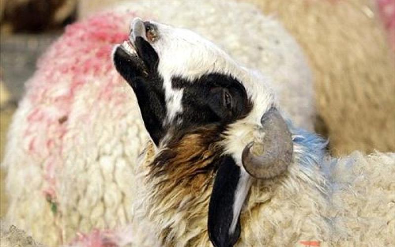 توقعات بانخفاض أسعار الأضاحي