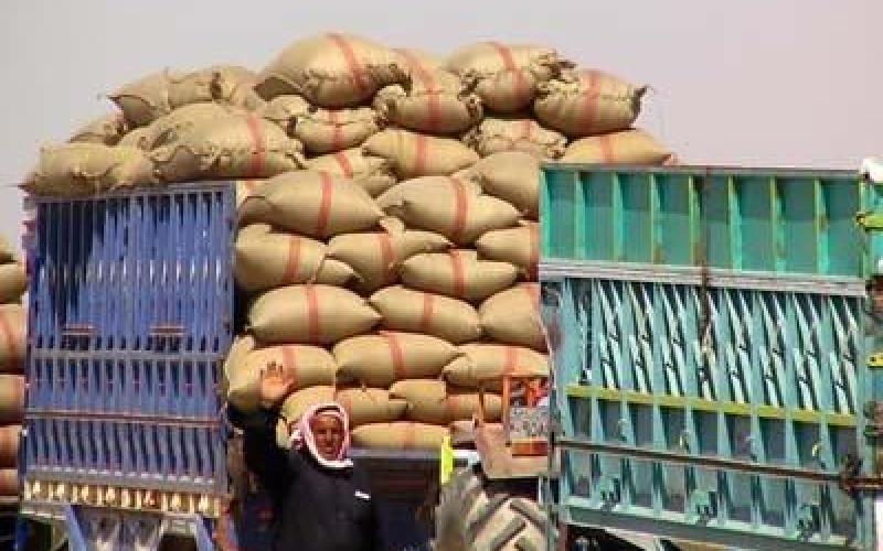 محيلان: نقص ألف طن من القمح أمر طبيعي