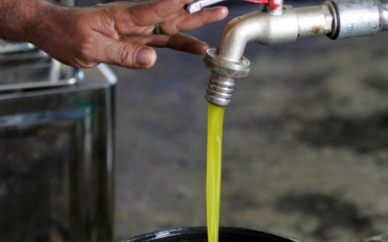 تنكة زيت الزيتون بـ 65 دينار والزيت المغشوش ينتشر في مناطق الشمال