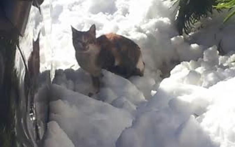 الثلوج تغطي "الرشيد"