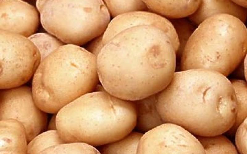 البطاطا تلتحق بركب ارتفاع الأسعار
