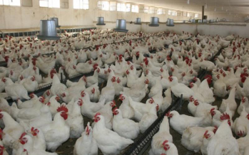 توقعات بارتفاع اسعار الدواجن