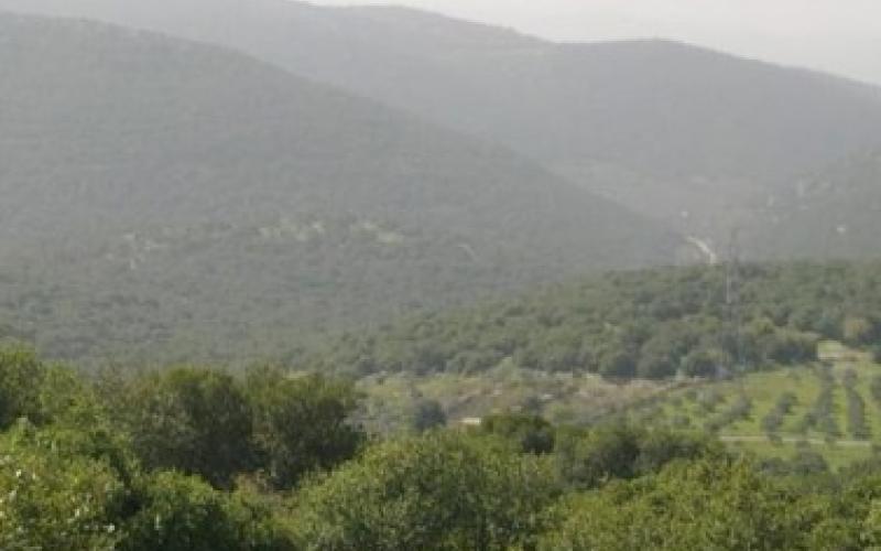 يوم الشجرة: ناشطون يترحمون الرقعة الخضراء