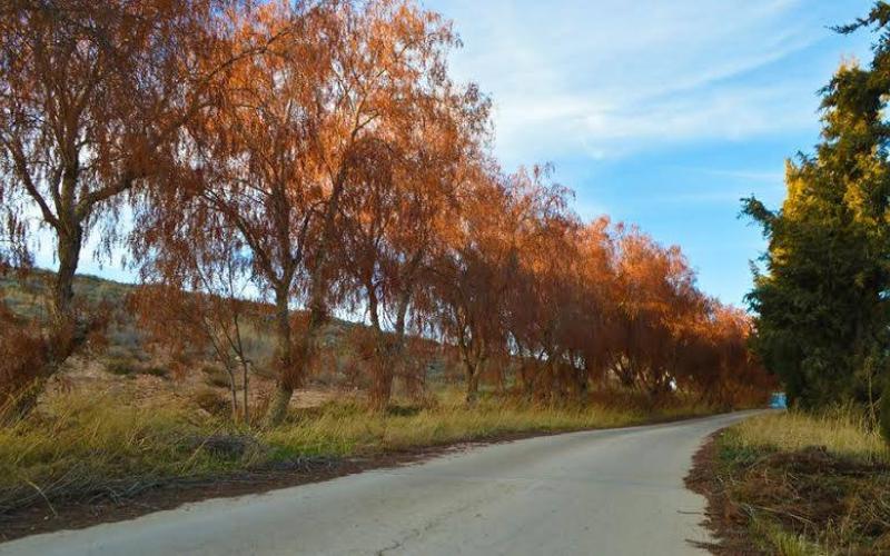 أحد شوارع جامعة مؤتة- تصوير ليث التخاينة
