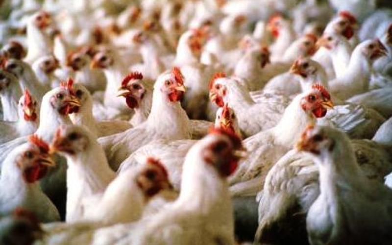 استقرار أسعار الدواجن