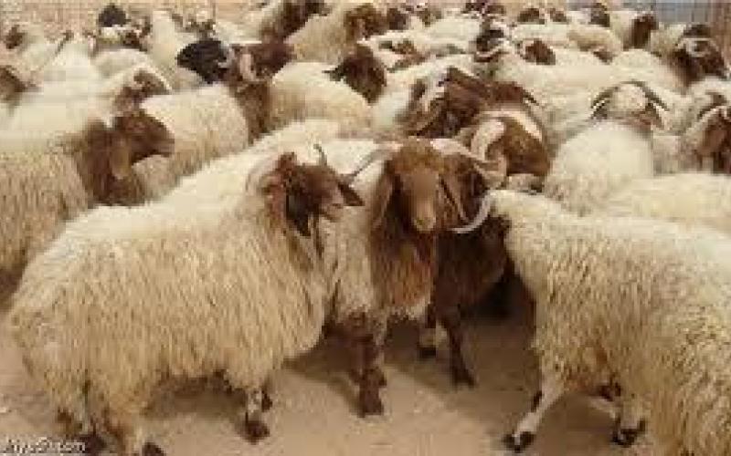 مربو المواشي يطالبون بأعلاف مجانية لمواجهة الجفاف