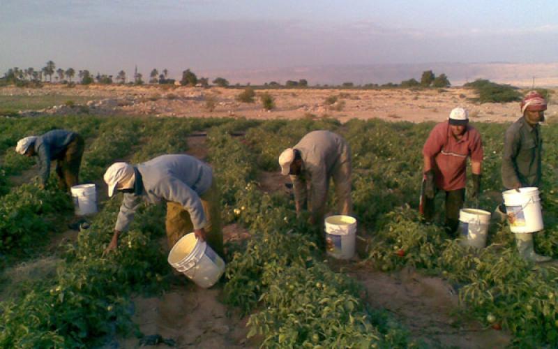 صندوق المخاطر الزراعية في مهب الريح