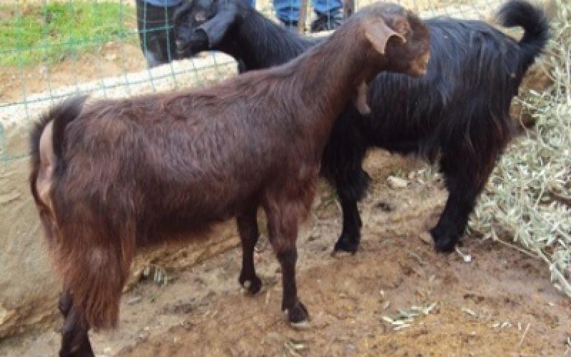 الأمانة تبدأ حملة على "مراتع" الجمال والمواشي