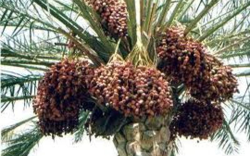 توزيع 40 طن من التمور على اللاجئين السوريين في المحافظات 