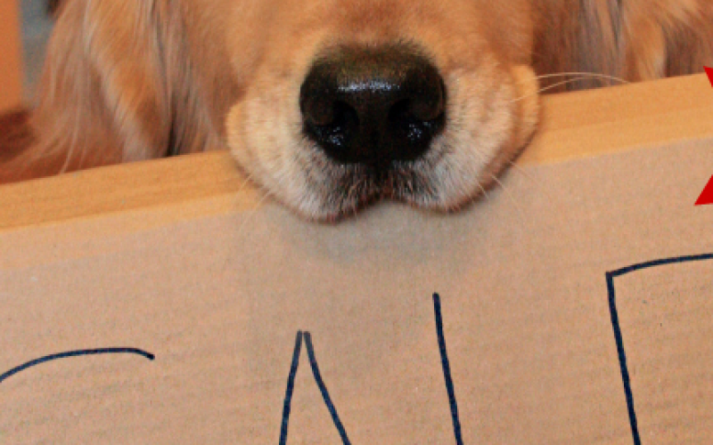 بيع كلب وراء مشاجرة القويسمة