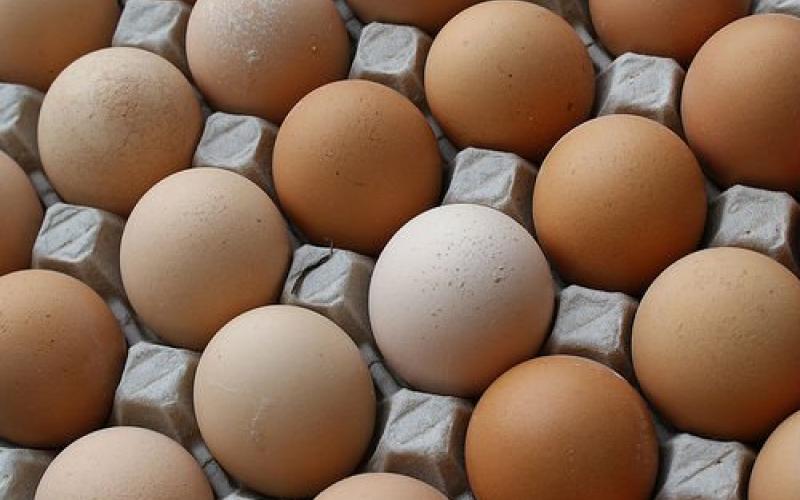 توقعات بارتفاع أسعار الدجاج اللاحم وانخفاض البيض