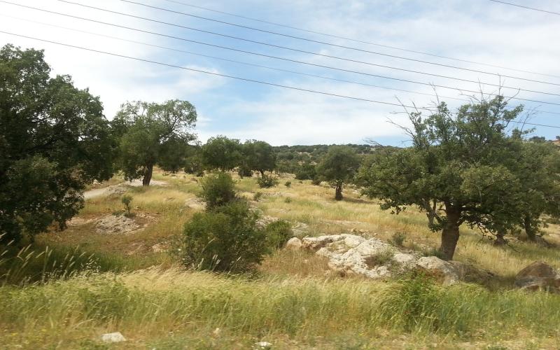 "صروت".. سحر المكان وعراقة التاريخ