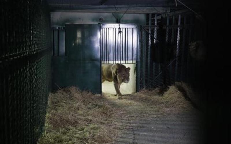 وصول أسدين من غزة للعلاج نفسياً في الأردن 