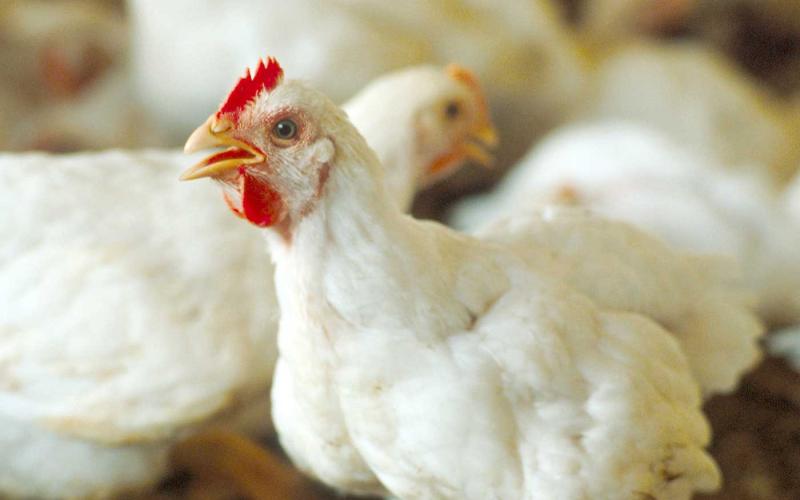 انخفاض اسعار الدواجن