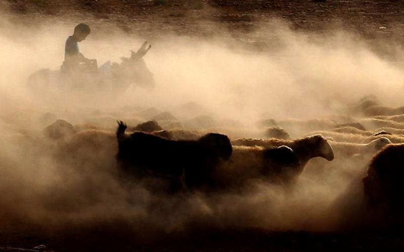 طفل يرعى الغنم في محافظة معان جنوب عمّان.. من صفحة محمد ابو غوش 
