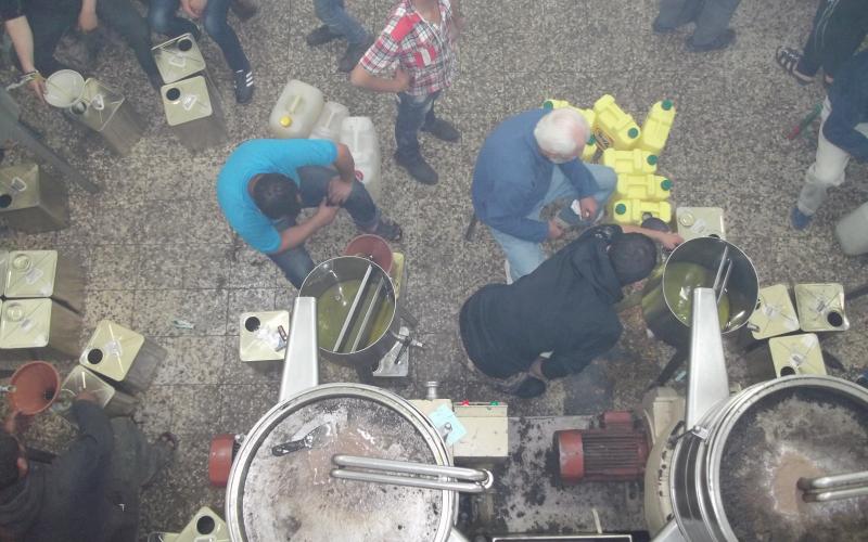 تراجع محصول الزيتون في الزرقاء الى النصف