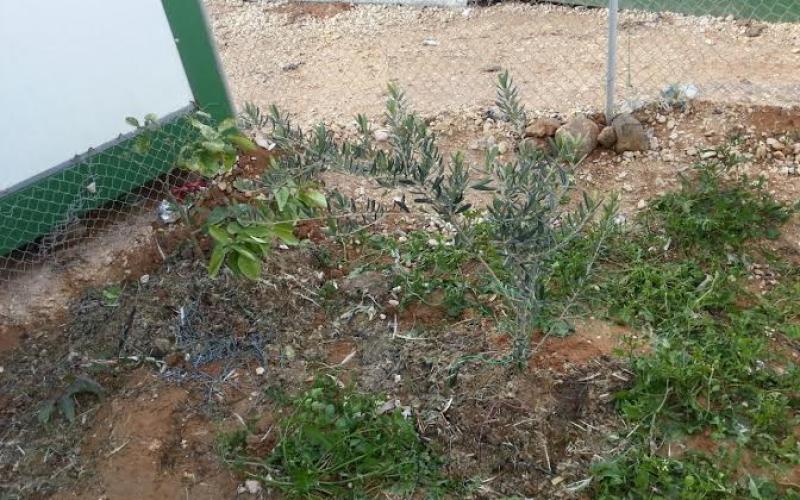 الإعلان قريبا عن مشاريع زراعية في الزعتري