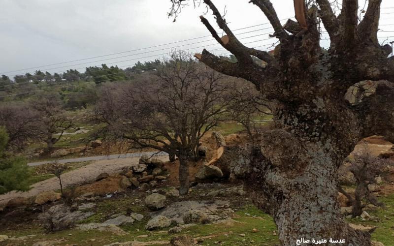 عصابات التحطيب ونيران المتنزهين تدمر غابات العالوك