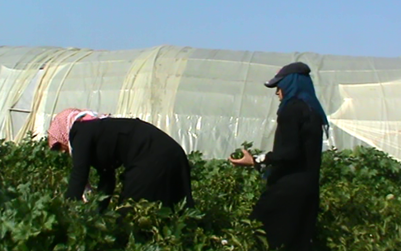 طفلات القطاع الزراعي: عبودية عمل في وضح النهار
