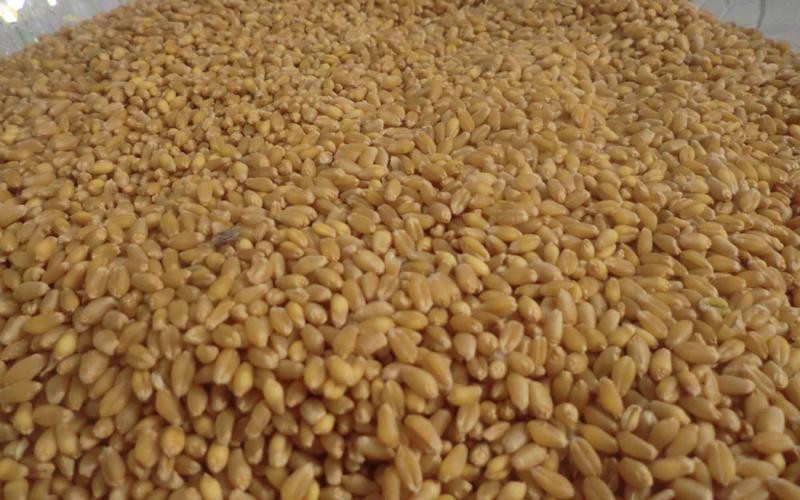 لجنة محايدة للنظر بشحنة القمح "المصبوغ"