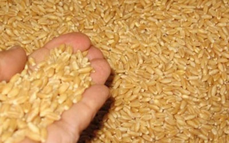 مورّد شحنة القمح البولندية: غير محترفين أثاروا المشكلة