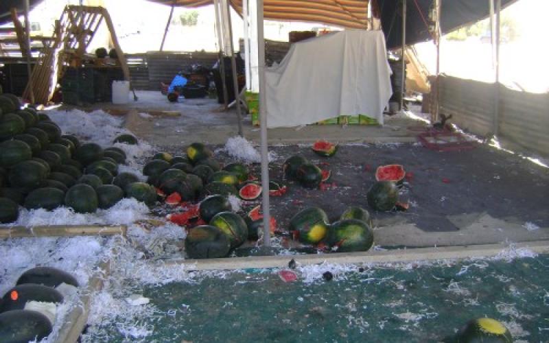 الأمانة تدرس ترخيص معرشات البطيخ