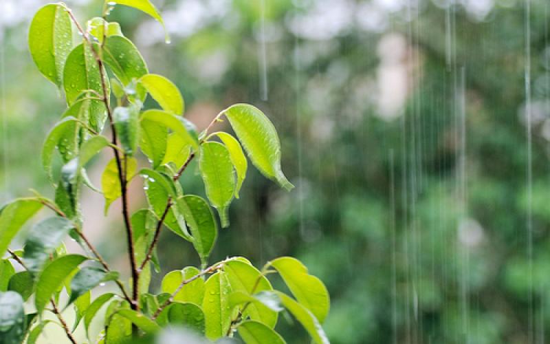 خبراء: المنخفض الجوي تغير طبيعي وداعم للإنتاج الزراعي
