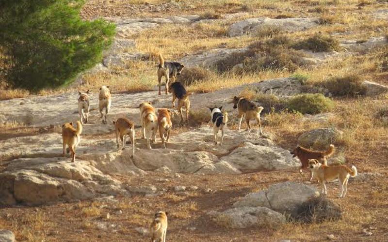 ارتفاع متوالٍ لحالات العقر بالزرقاء و"القرود" تدخل على الخط