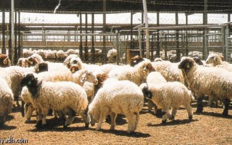 "حماية المستهلك" تطالب بالتحقق من وجود ادوية بيطرية منتهية الصلاحية