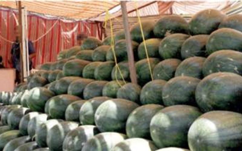 الموافقة على 120 طلبا لبيع البطيخ والشمام في العاصمة