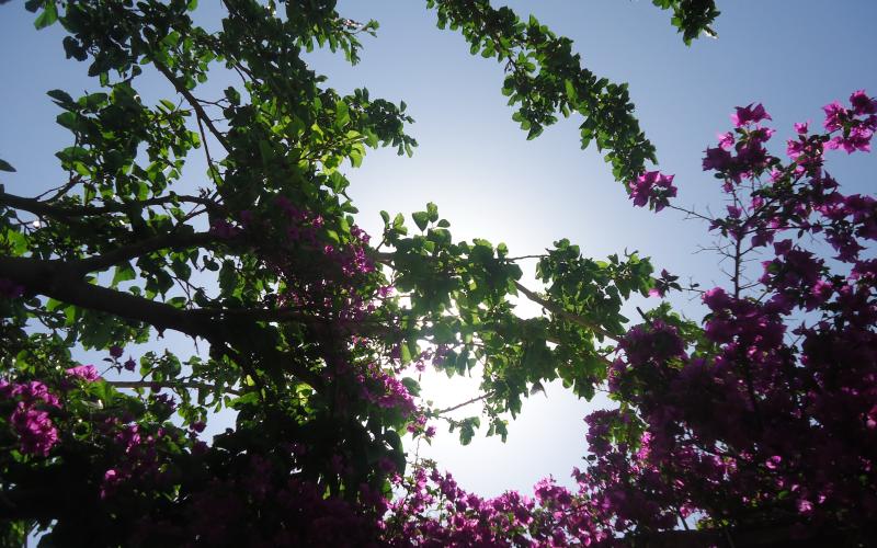 ارتفاع على درجات الحرارة والعظمى في عمان 31 درجة