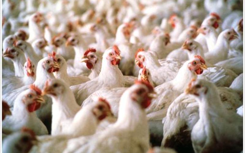 توقع استقرار أسعار الدواجن