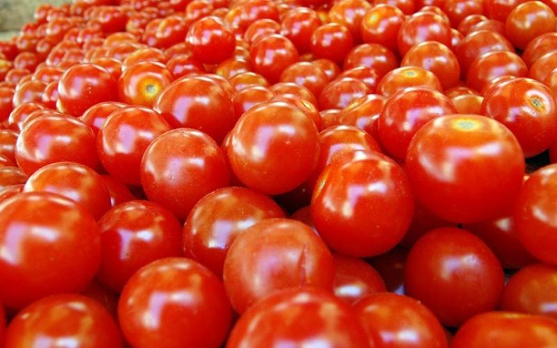 انهيار في أسعار البندورة في السوق المركزي