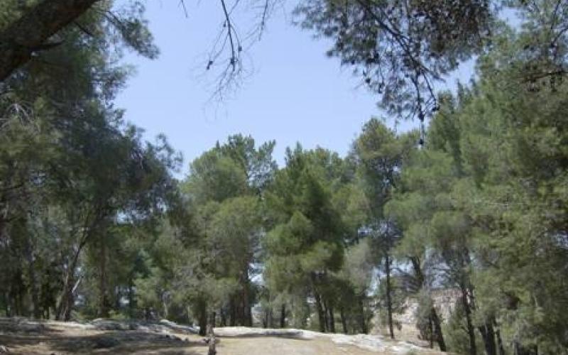 "المهندسين" تطالب بوقف قطع 100 شجرة في العبدلي