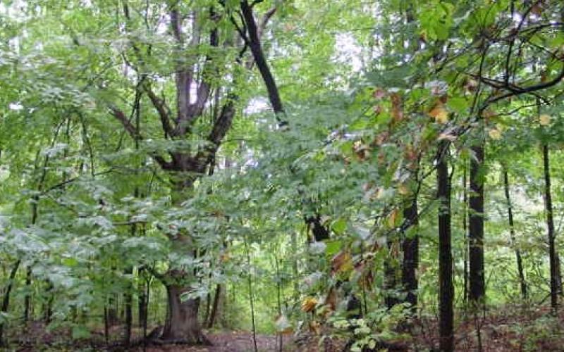 خبراء يحذرون من تراجع الثروة الحرجية في الأردن