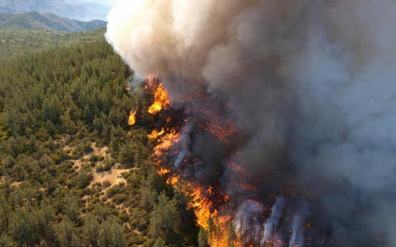 حرائق الغابات