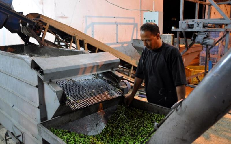 الزراعة تبدأ التفتيش على معاصر الزيتون