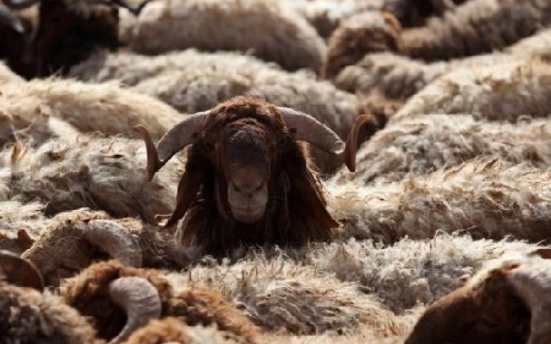 الأمانة تحدد 14 موقعاً لذبح الأضاحي