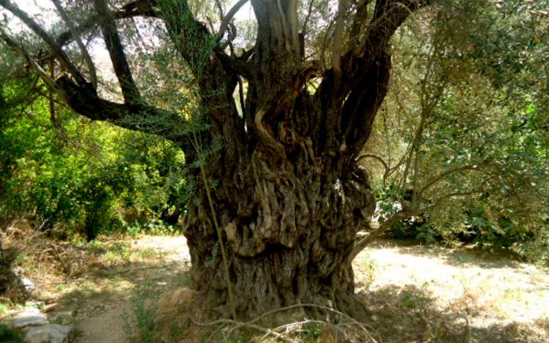 زيتونة معمرة في الأردن ساقها يتسع لثلاثة رجال