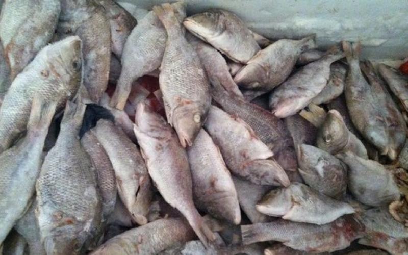 إربد: ضبط واتلاف 2.5 اسماك فاسدة