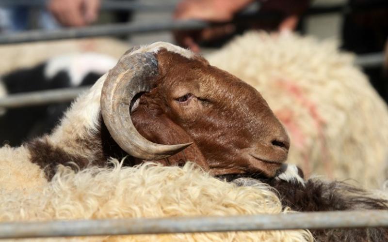 " البيطريين" تحذر من ذبح الأضاحي في أماكن عشوائية