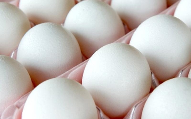 اتحاد المزارعين يستبعد انخفاض سعر البيض