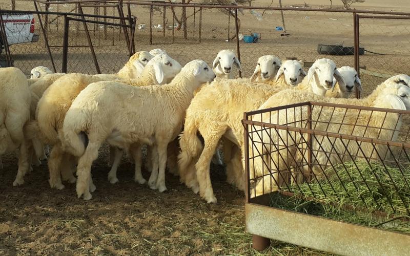 600 ألف أضحية في الأسواق