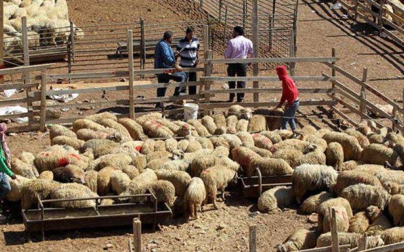 البدء برش وتعقيم مواقع بيع وذبح الأضاحي