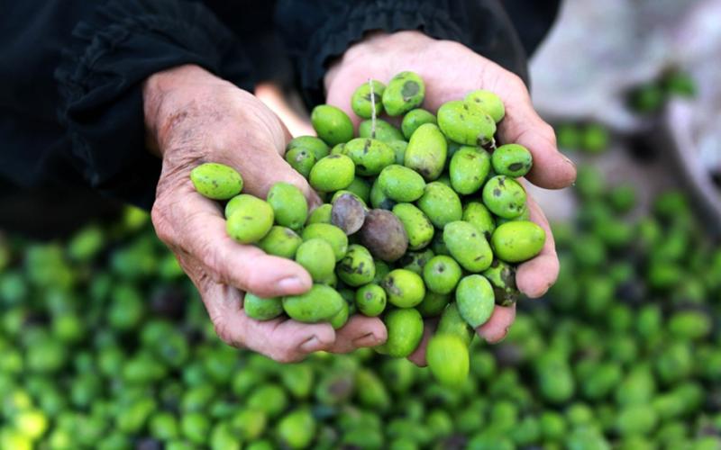 الزيتون الأردنيّ... الطريق إلى إسرائيل