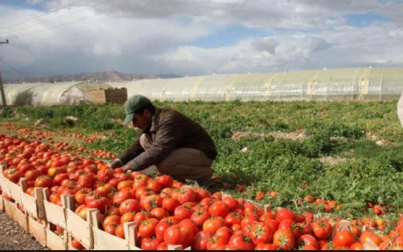 تراجع صادرات الأردن الزراعية